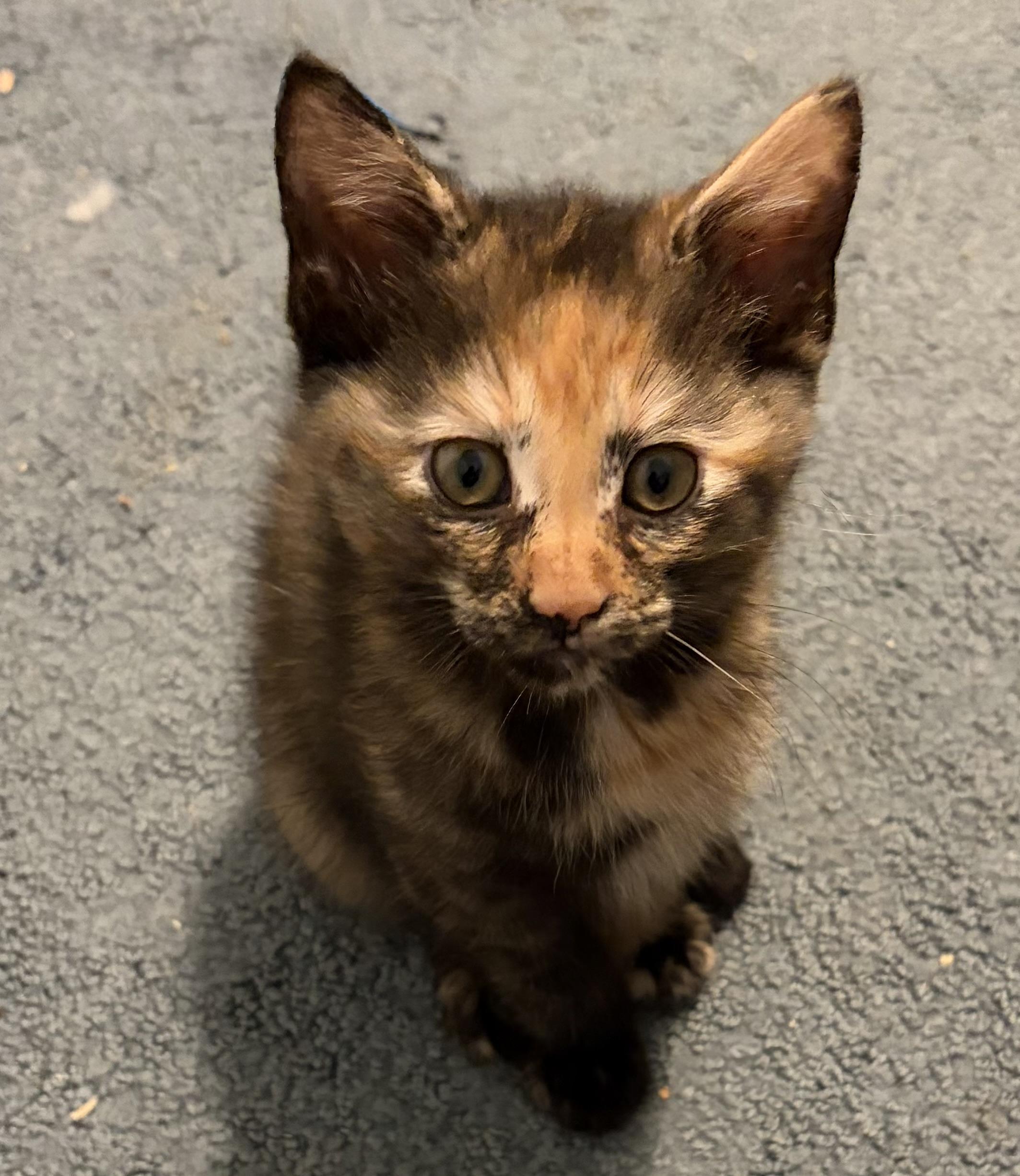 Enlarge Juniper, an adopted Domestic Short Hair in Houghton Lake, MI image 4/4