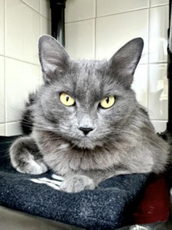 Milly, Adoptable, Adult Female Domestic Medium Hair.