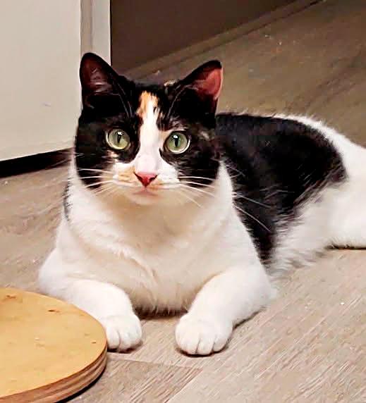 Pinky, Adoptable, Adult Female Domestic Short Hair.