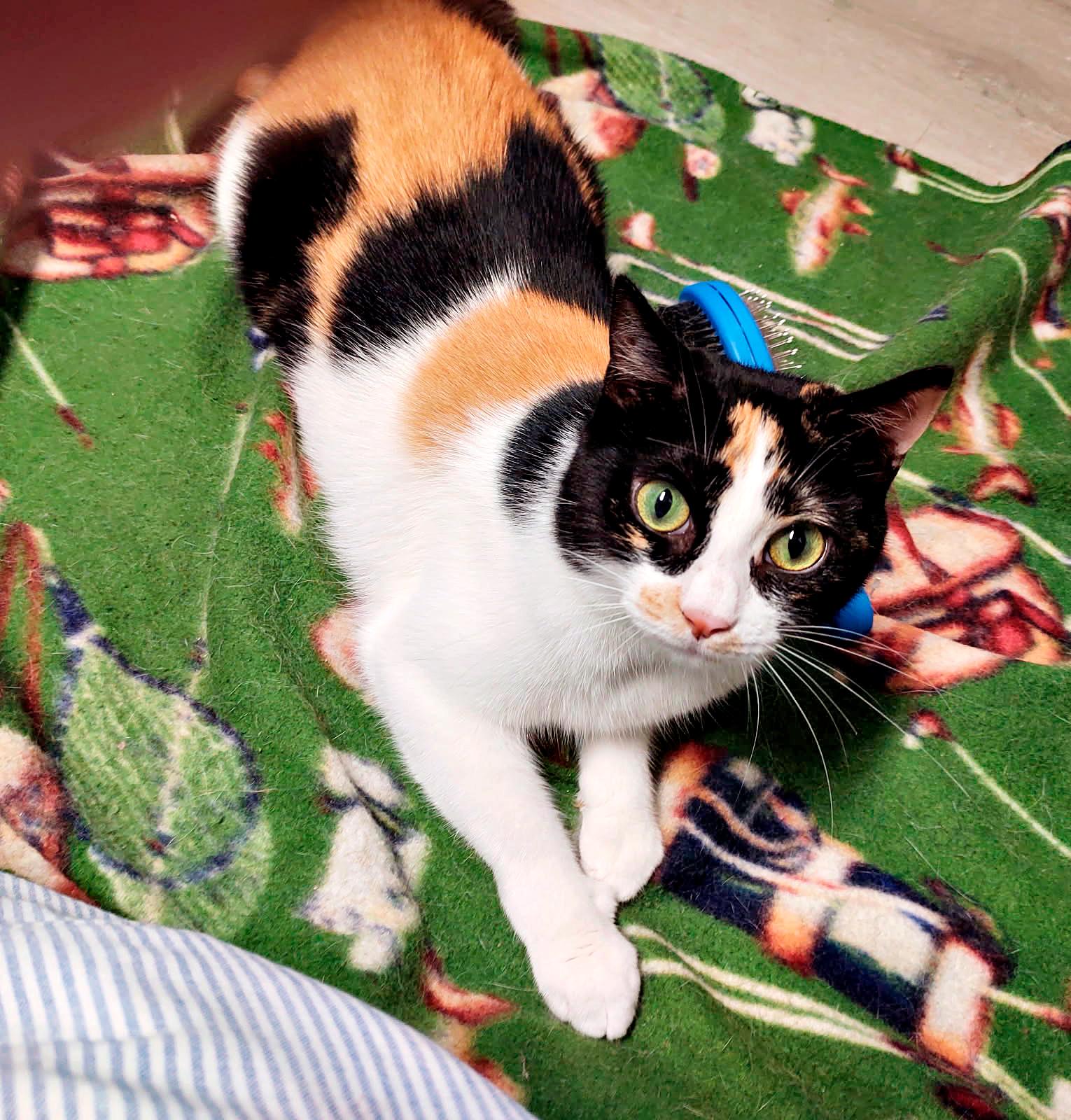 Enlarge Pinky, a Adoptable Domestic Short Hair in Pittsburgh, PA image 3/3