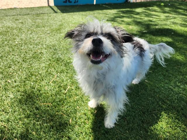 Enlarge CHLOE, a Adoptable Terrier in Antioch, CA image 1/1