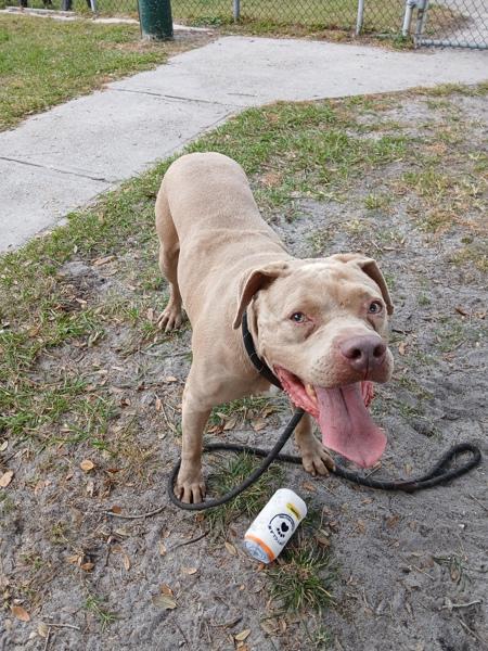 Enlarge Mr. Magoo, a Adoptable mixed breed in Melbourne, FL image 1/6