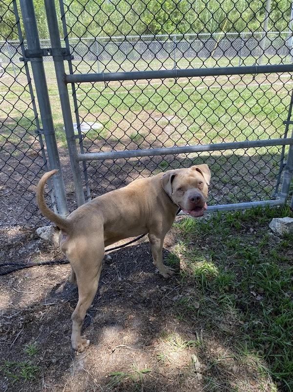 Enlarge Mr. Magoo, a Adoptable mixed breed in Melbourne, FL image 2/6