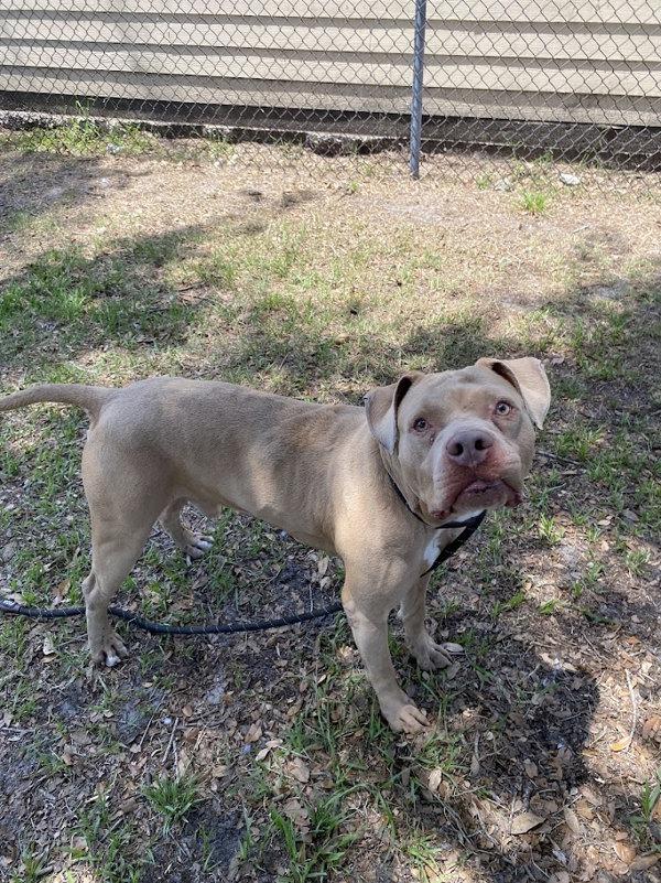 Enlarge Mr. Magoo, a Adoptable mixed breed in Melbourne, FL image 4/6