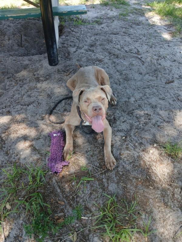 Enlarge Mr. Magoo, a Adoptable mixed breed in Melbourne, FL image 5/6
