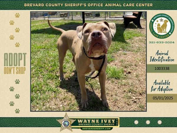 Enlarge Mr. Magoo, a Adoptable mixed breed in Melbourne, FL image 6/6