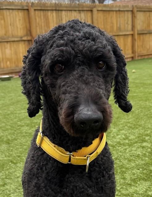 Enlarge Scooter, an adopted mixed breed in Golden, CO image 4/4