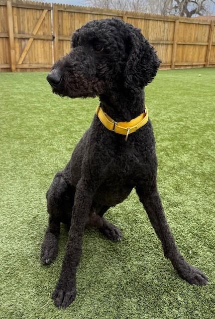 Enlarge Scooter, an adopted mixed breed in Golden, CO image 3/4