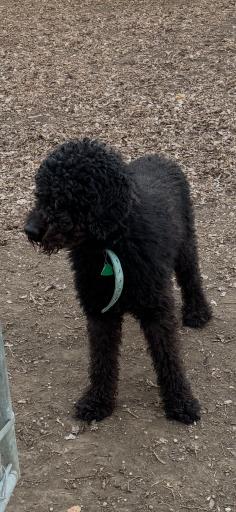 Enlarge Scooter, an adopted mixed breed in Golden, CO image 2/4