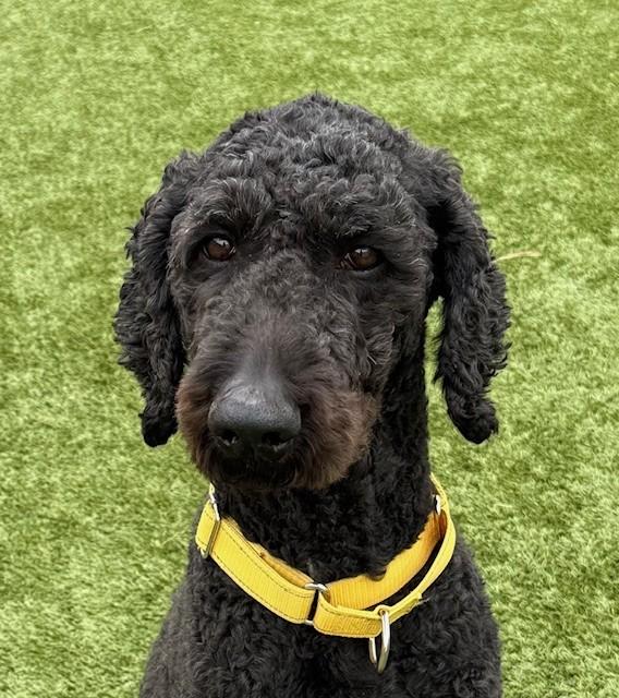 Scooter, adopted, Adult Male Goldendoodle.