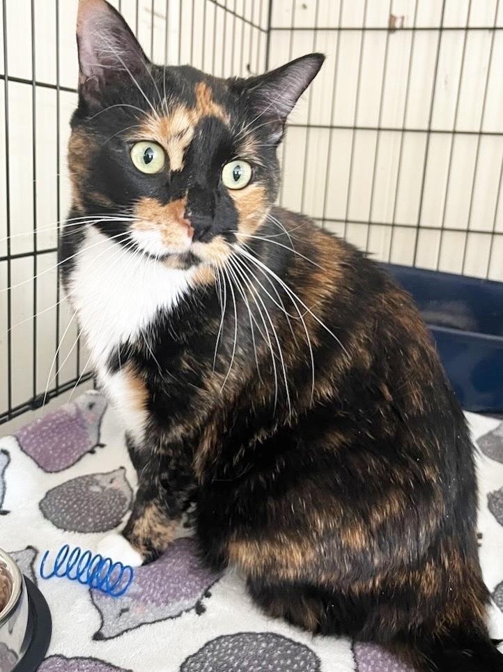 Enlarge Melody, a Adoptable American Shorthair in Westwood, NJ image 1/1