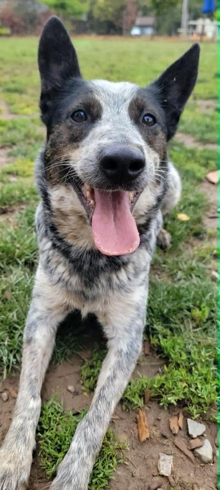 Mystery, Adoptable, Adult Female Australian Cattle Dog / Blue Heeler.
