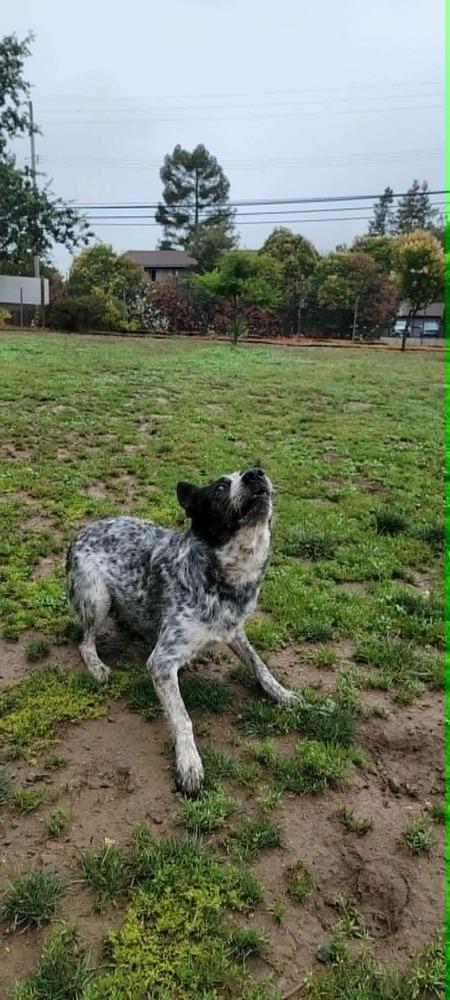 Mystery, a Adoptable Australian Cattle Dog / Blue Heeler in Santa Rosa, CA image 2/6