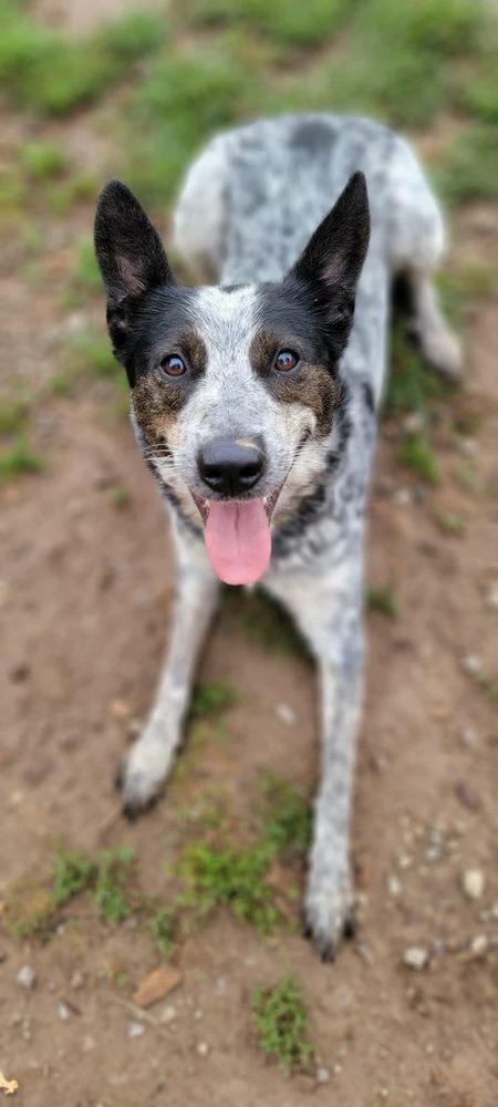 Mystery, a Adoptable Australian Cattle Dog / Blue Heeler in Santa Rosa, CA image 3/6