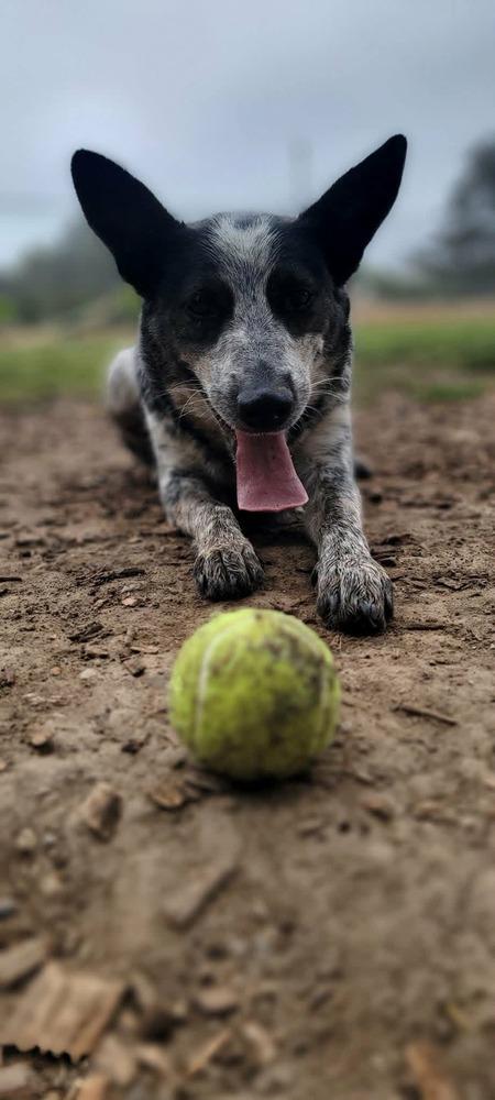 Mystery, a Adoptable Australian Cattle Dog / Blue Heeler in Santa Rosa, CA image 4/6