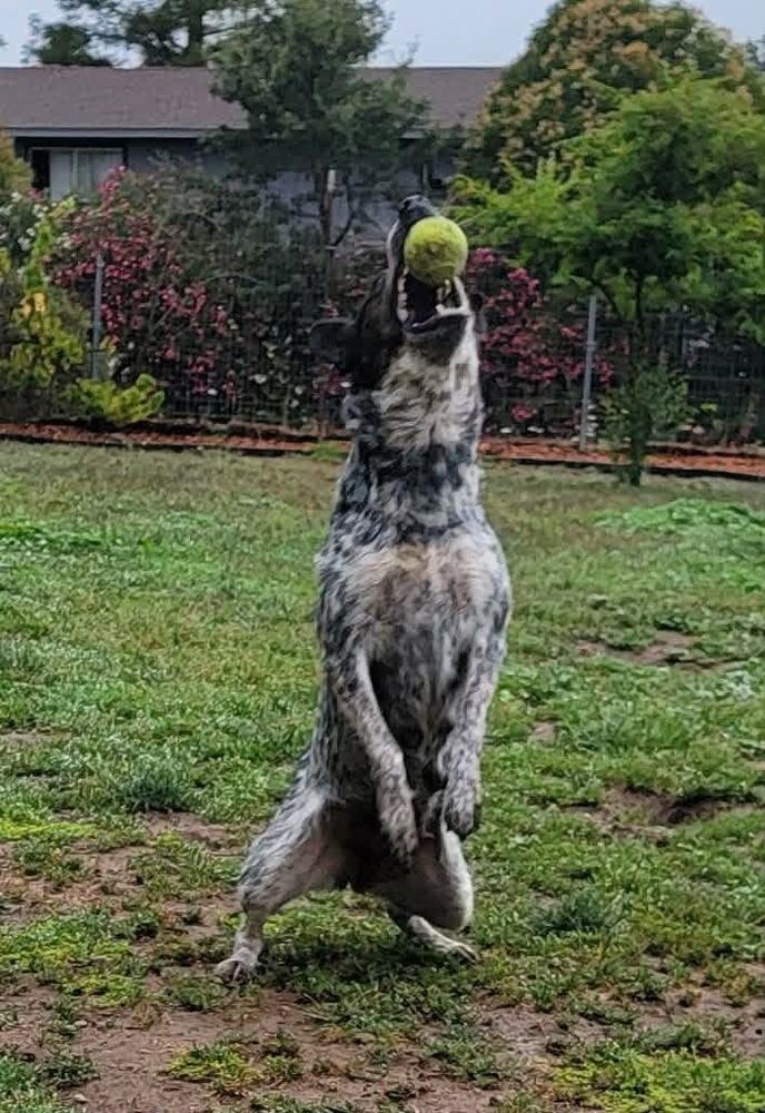 Mystery, a Adoptable Australian Cattle Dog / Blue Heeler in Santa Rosa, CA image 5/6