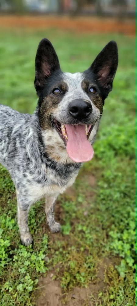 Mystery, a Adoptable Australian Cattle Dog / Blue Heeler in Santa Rosa, CA image 6/6