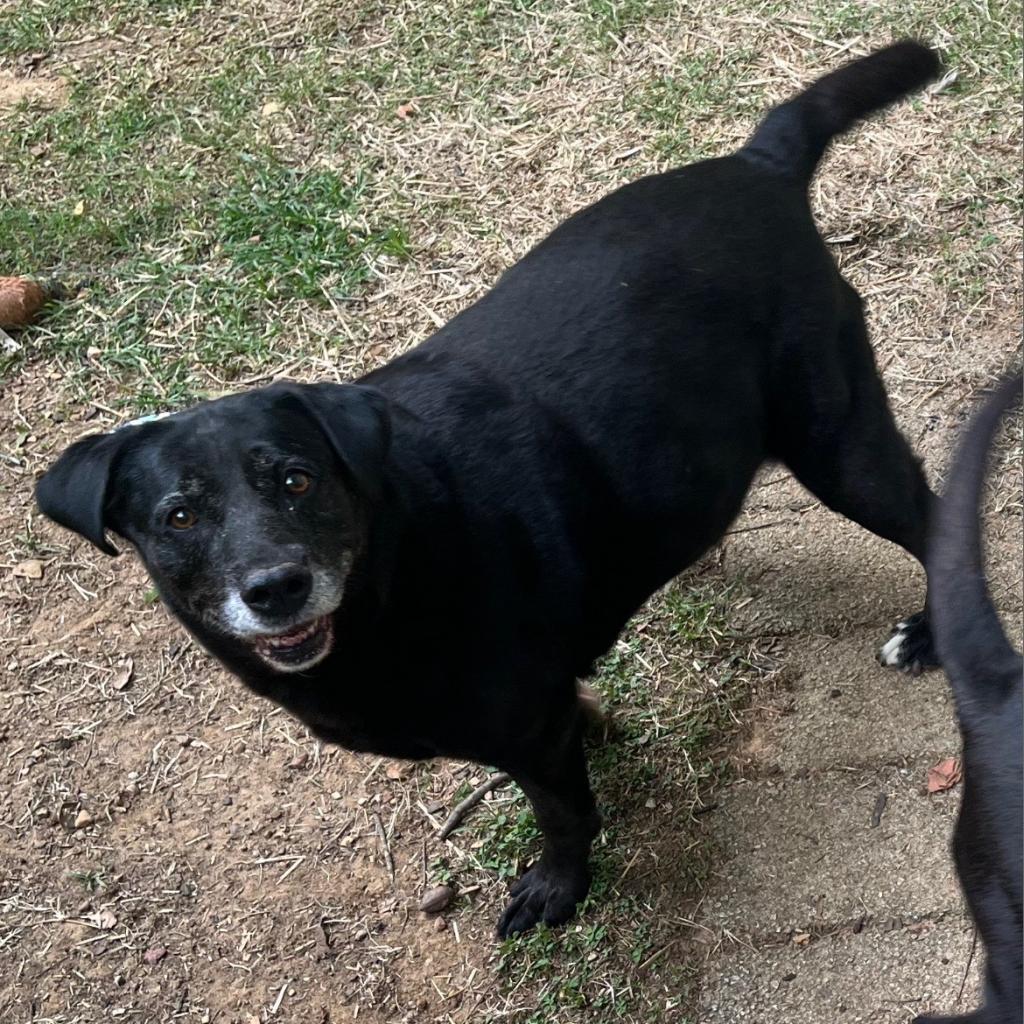 Enlarge Lily, a Adoptable Black Labrador Retriever in Birmingham, AL image 1/1