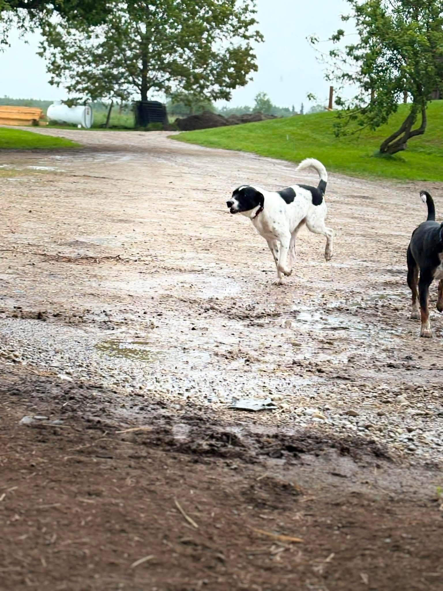 Enlarge Pongo, a ADOPTABLE mixed breed in Erin, ON image 6/6