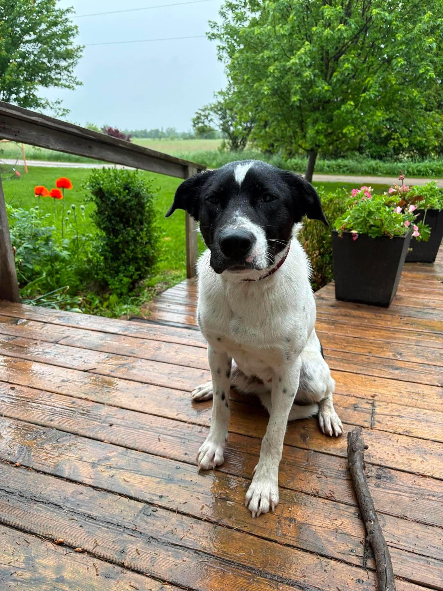 Enlarge Pongo, a ADOPTABLE mixed breed in Erin, ON image 5/6