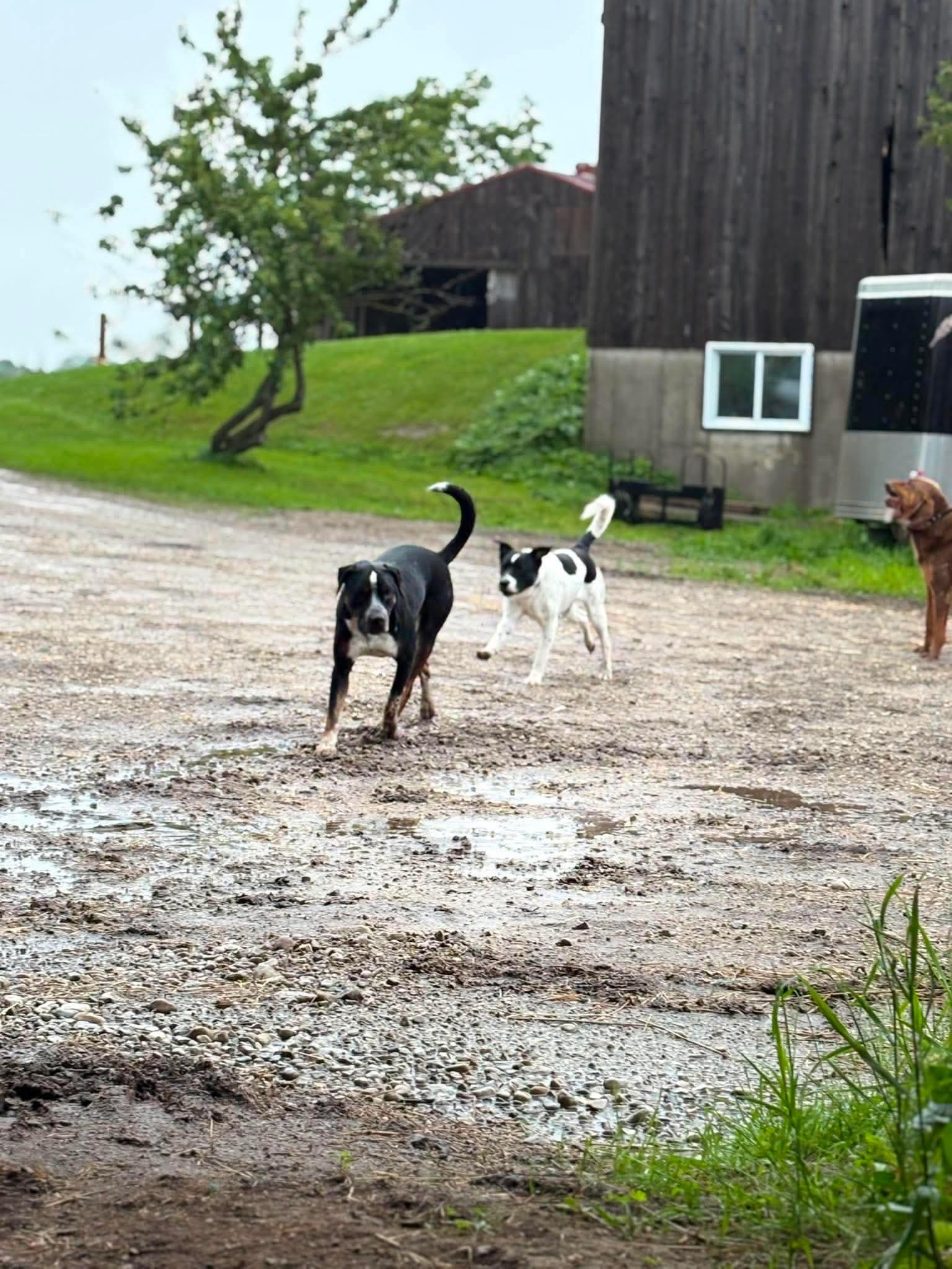 Enlarge Pongo, a ADOPTABLE mixed breed in Erin, ON image 2/6