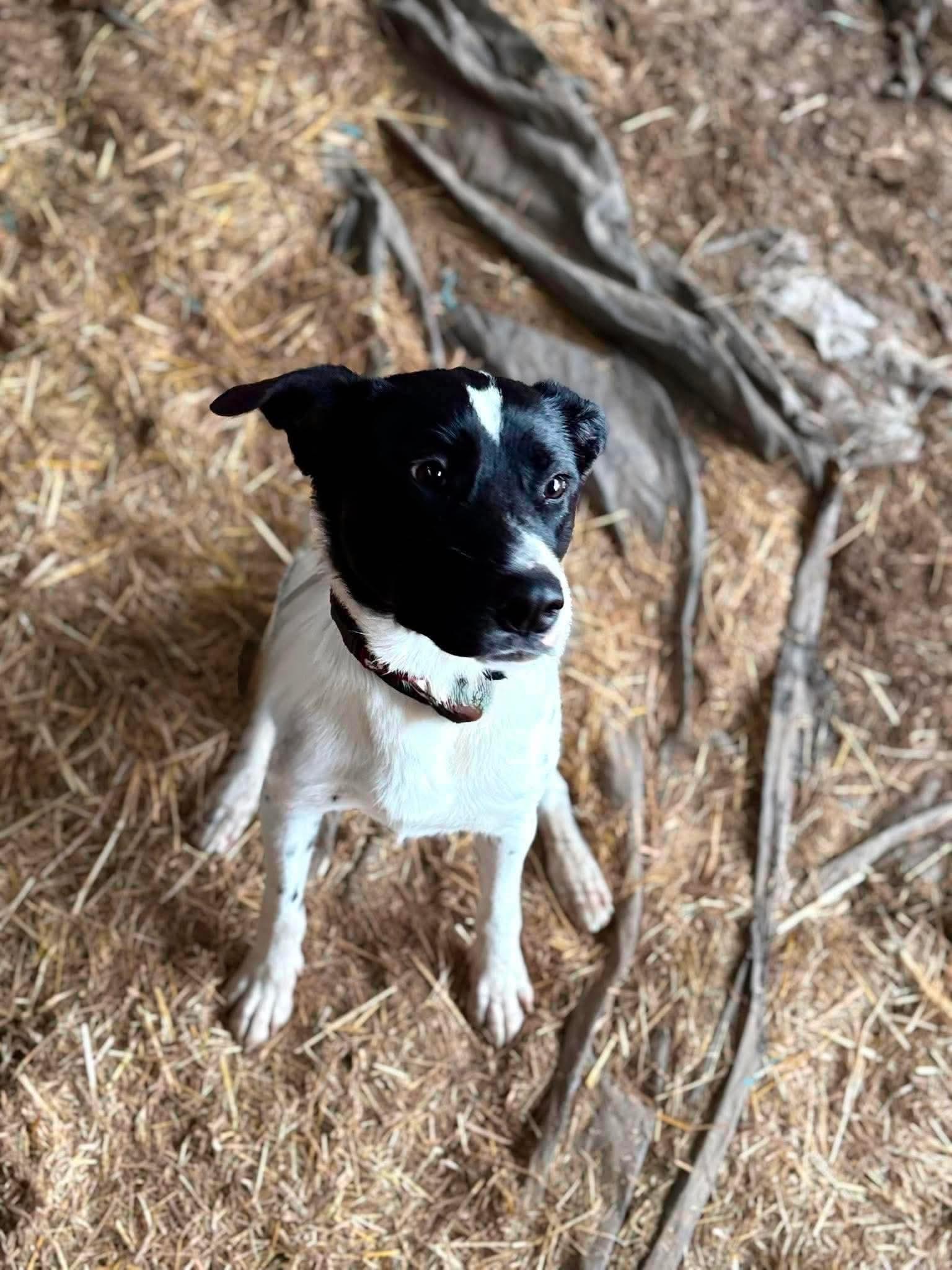 Enlarge Pongo, a ADOPTABLE mixed breed in Erin, ON image 4/6