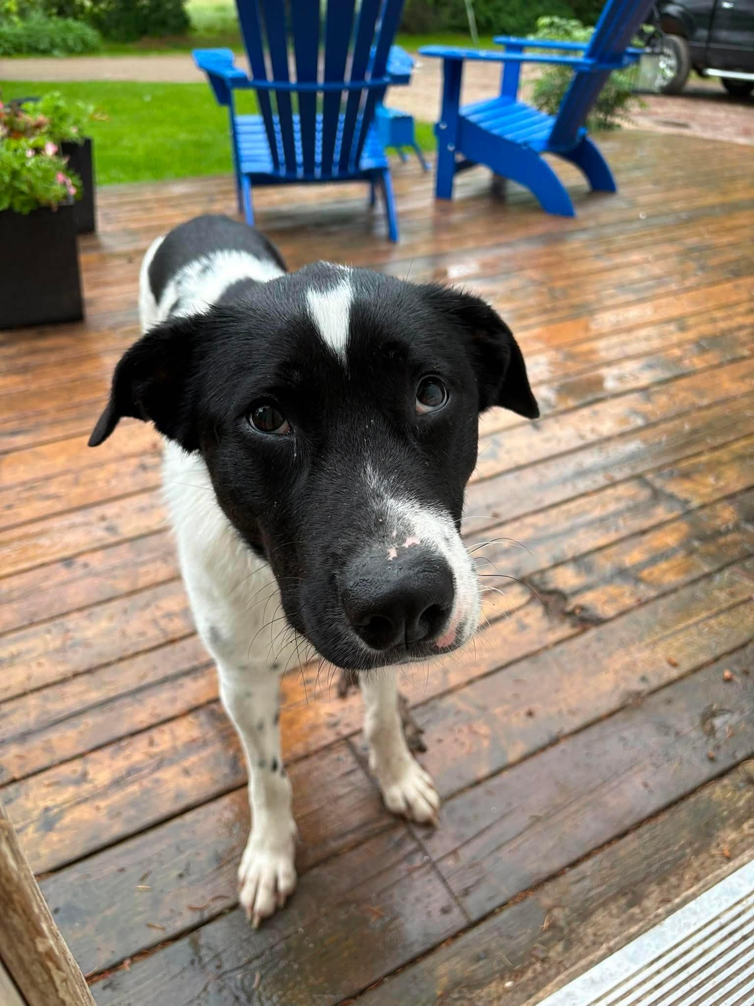 Pongo, ADOPTABLE, Young Male Labrador Retriever & Border Collie.