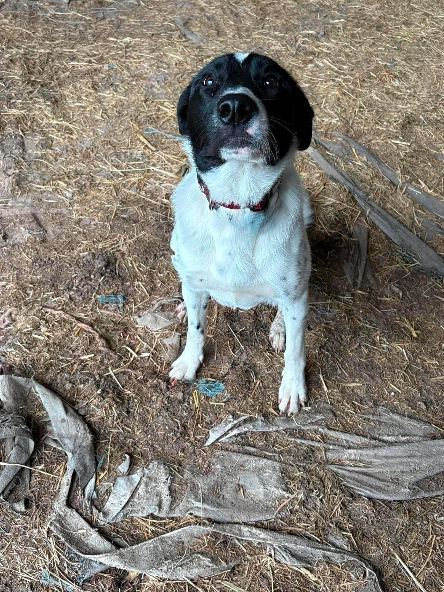 Enlarge Pongo, a ADOPTABLE mixed breed in Erin, ON image 3/6