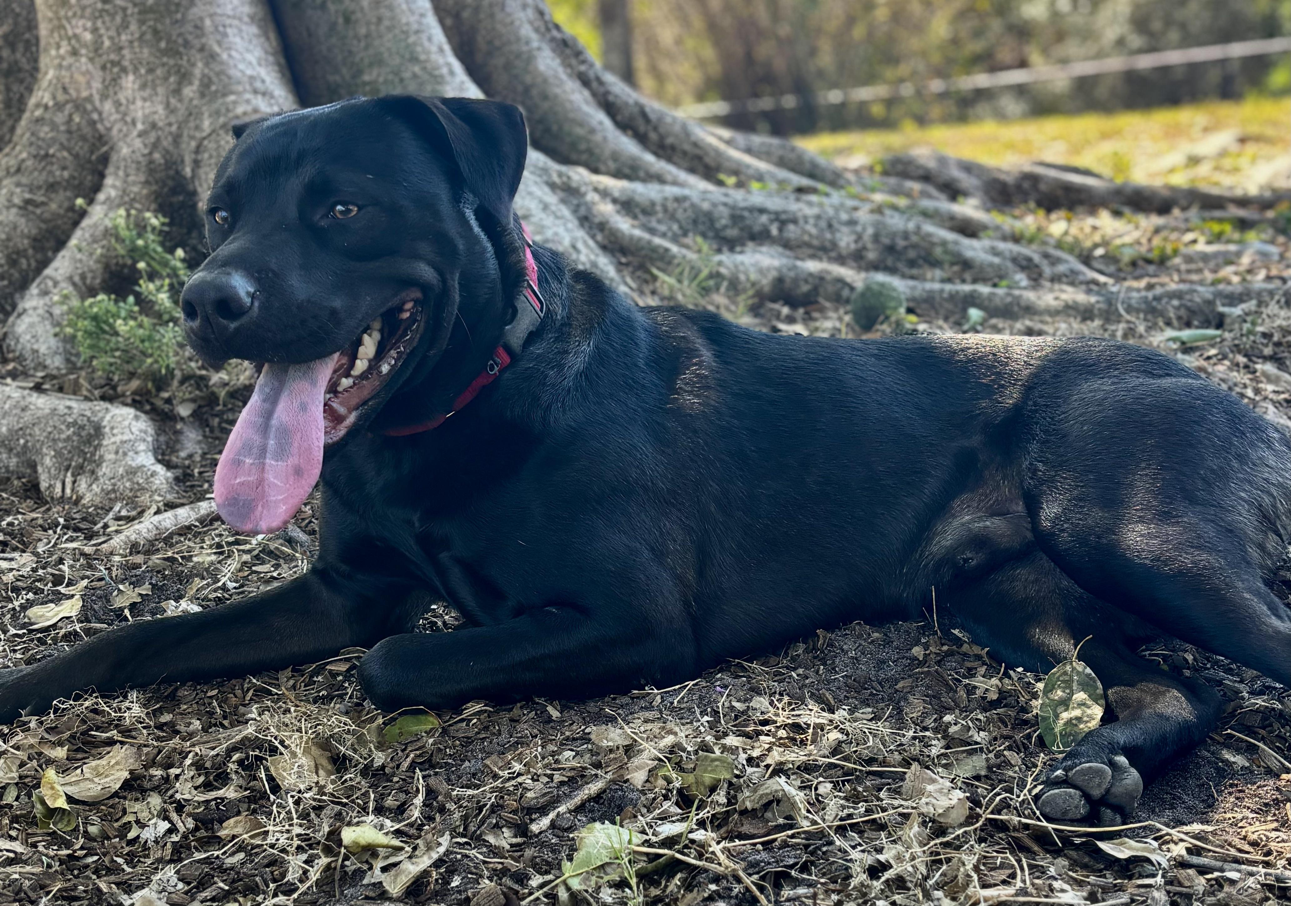 Enlarge Urgent Adopt Oreo!!!, a ADOPTABLE mixed breed in Fort Myers Beach, FL image 1/1