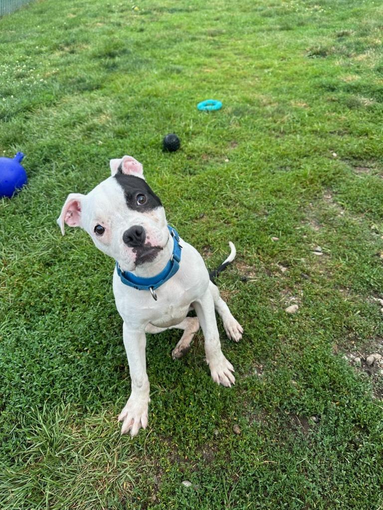 Poppy — thumbnail 2