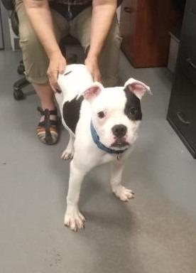 Poppy — thumbnail 3