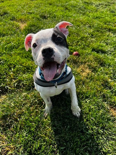 Poppy — thumbnail 4