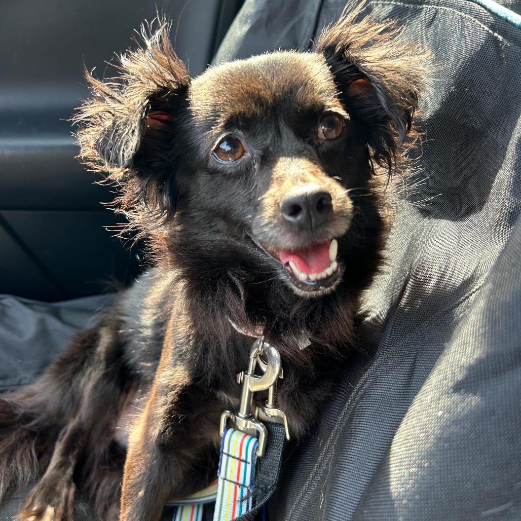 JEWELS, Adoptable, Adult Female Dachshund.