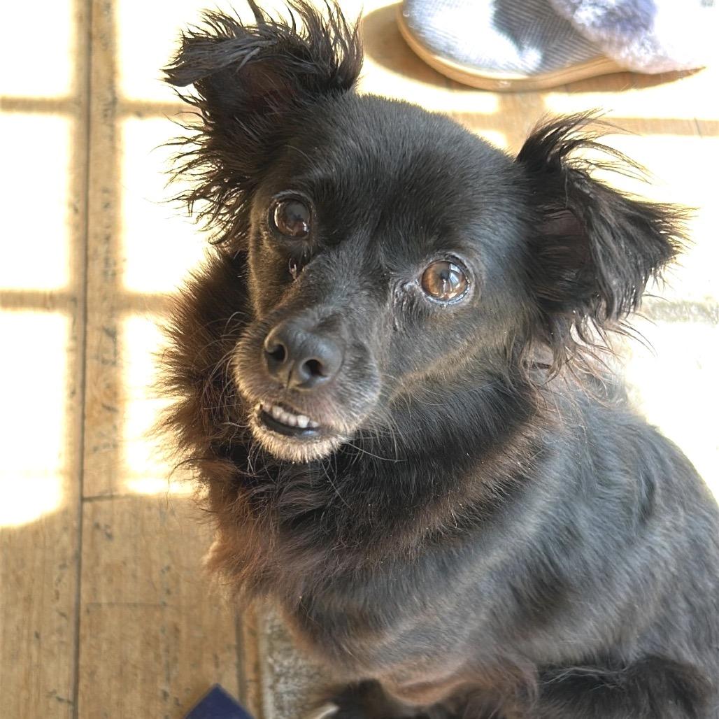 Enlarge JEWELS, a Adoptable Dachshund in Berlin, NJ image 2/5