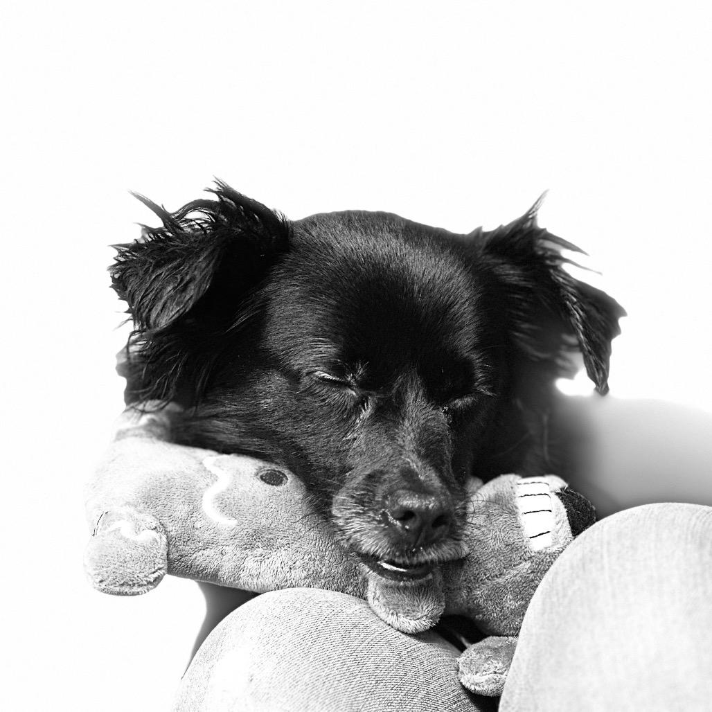 Enlarge JEWELS, a Adoptable Dachshund in Berlin, NJ image 3/5