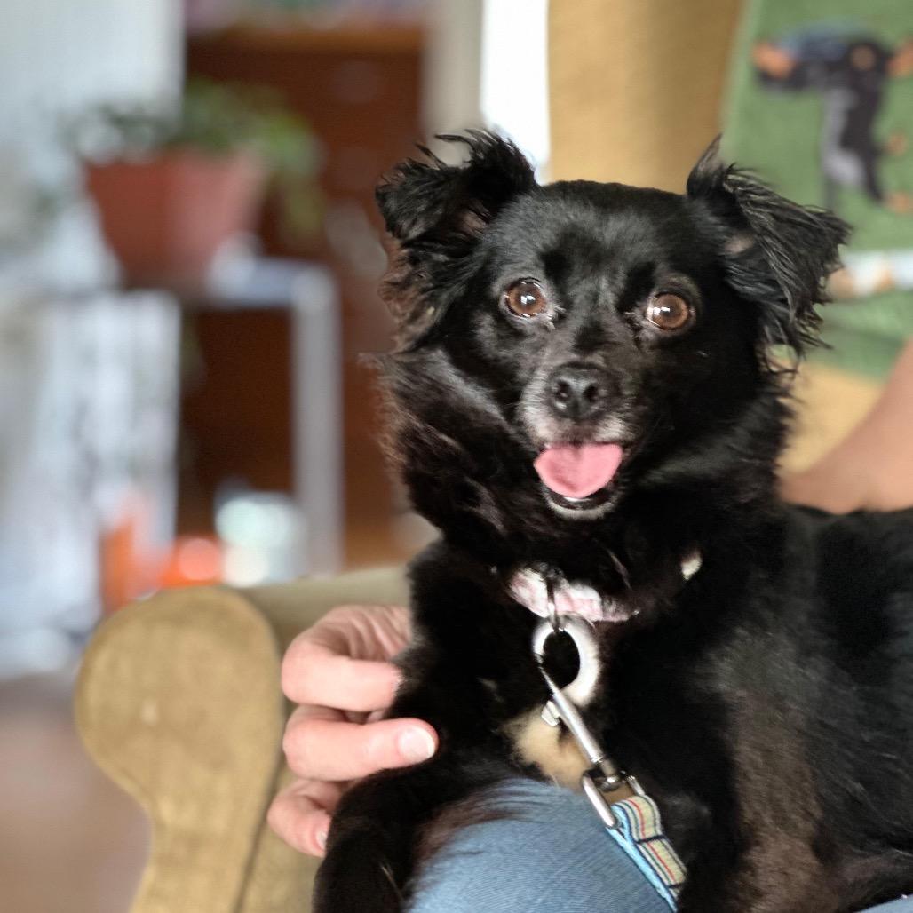 Enlarge JEWELS, a Adoptable Dachshund in Berlin, NJ image 4/5