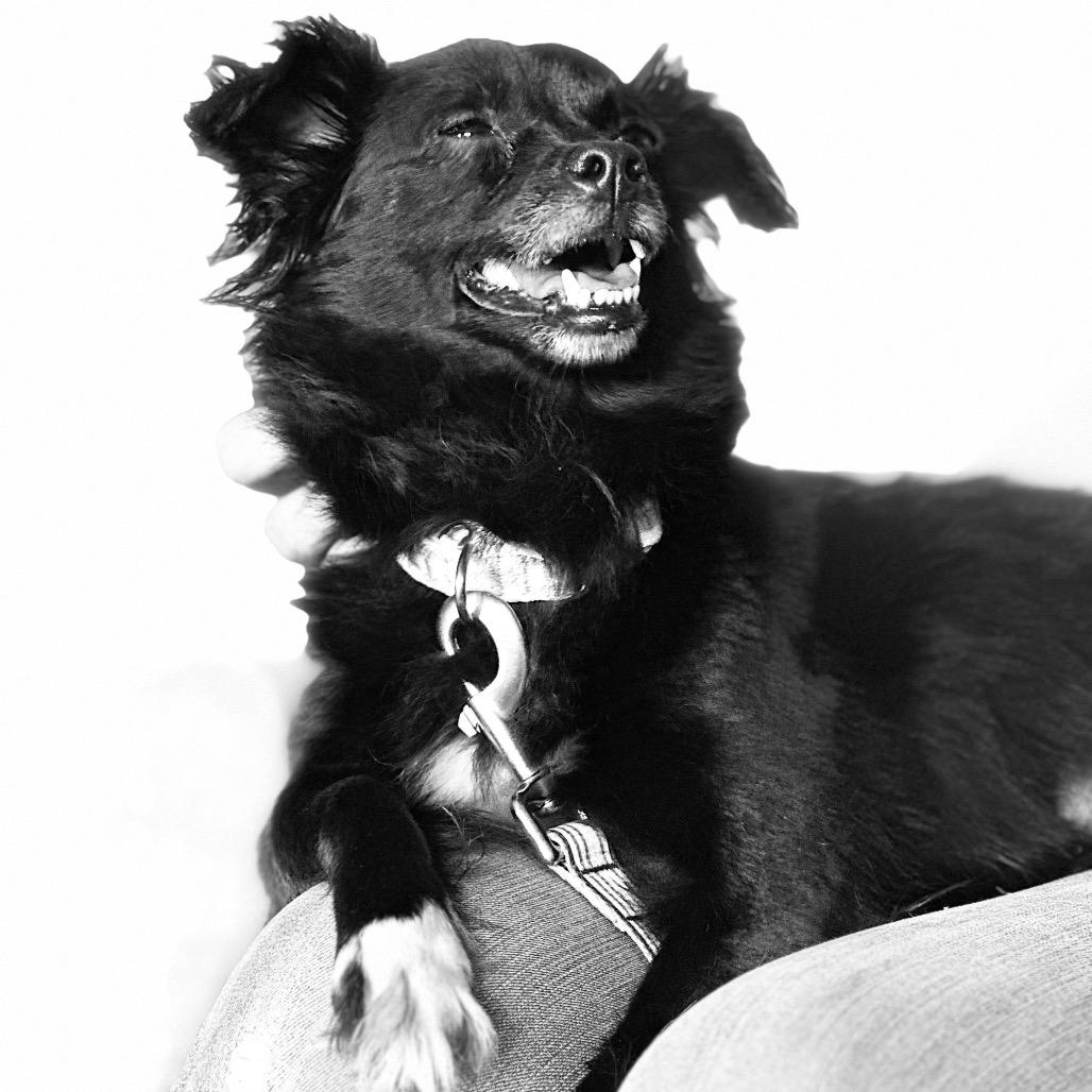 Enlarge JEWELS, a Adoptable Dachshund in Berlin, NJ image 5/5