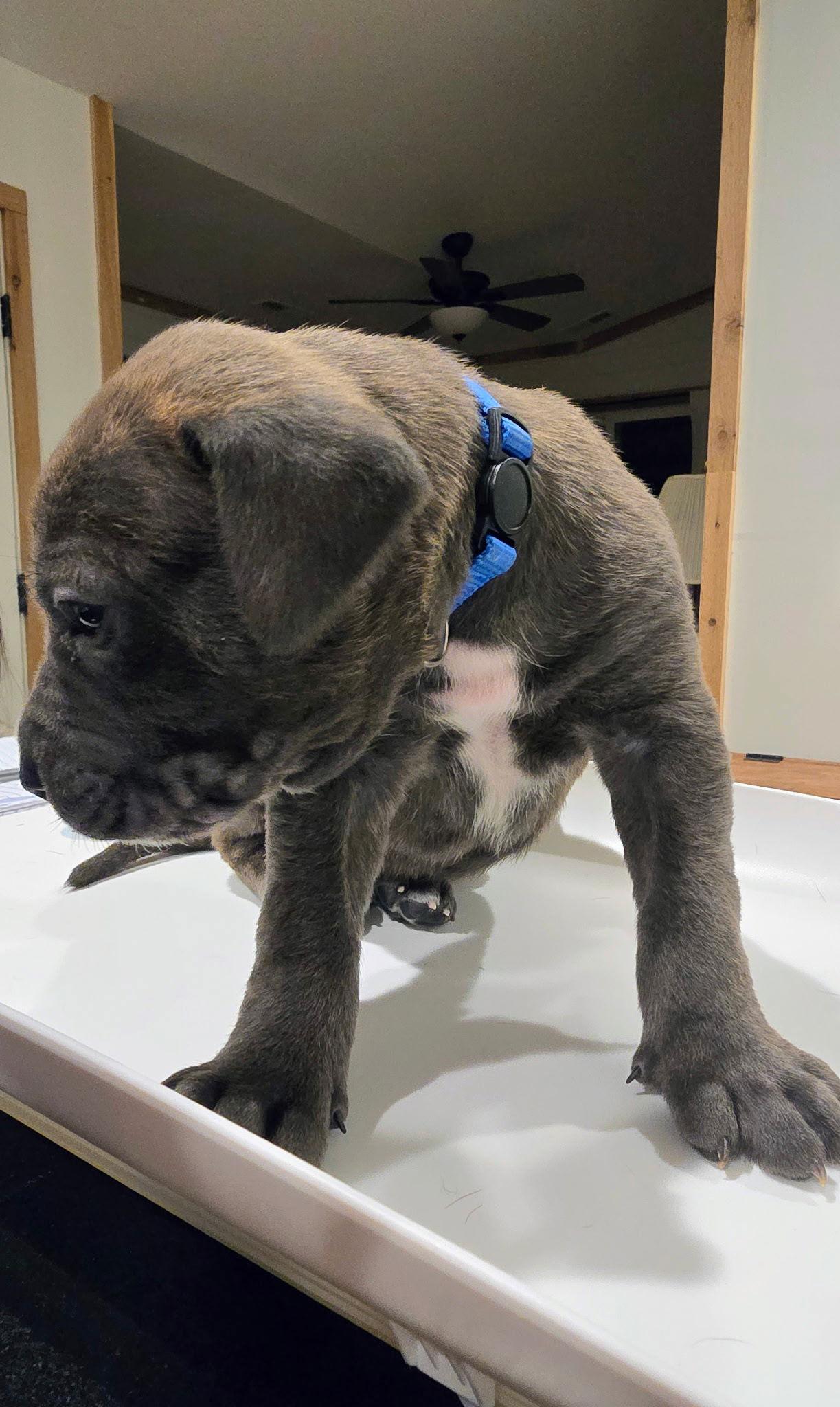 Levi (Blue Collar), Adopted, Puppy Male Mastiff.