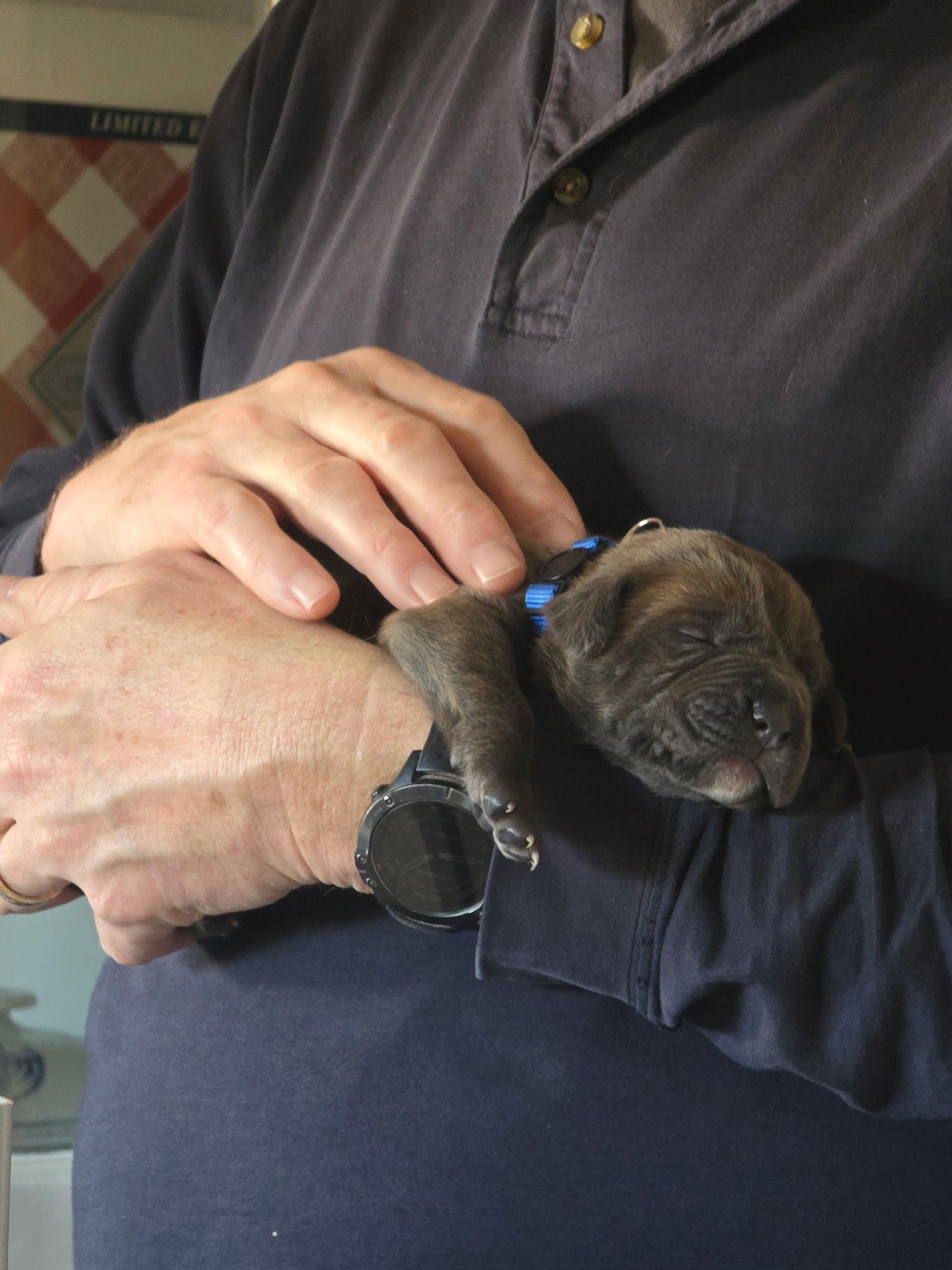 Enlarge Levi (Blue Collar), a Adopted Mastiff in Chambersburg, PA image 3/3
