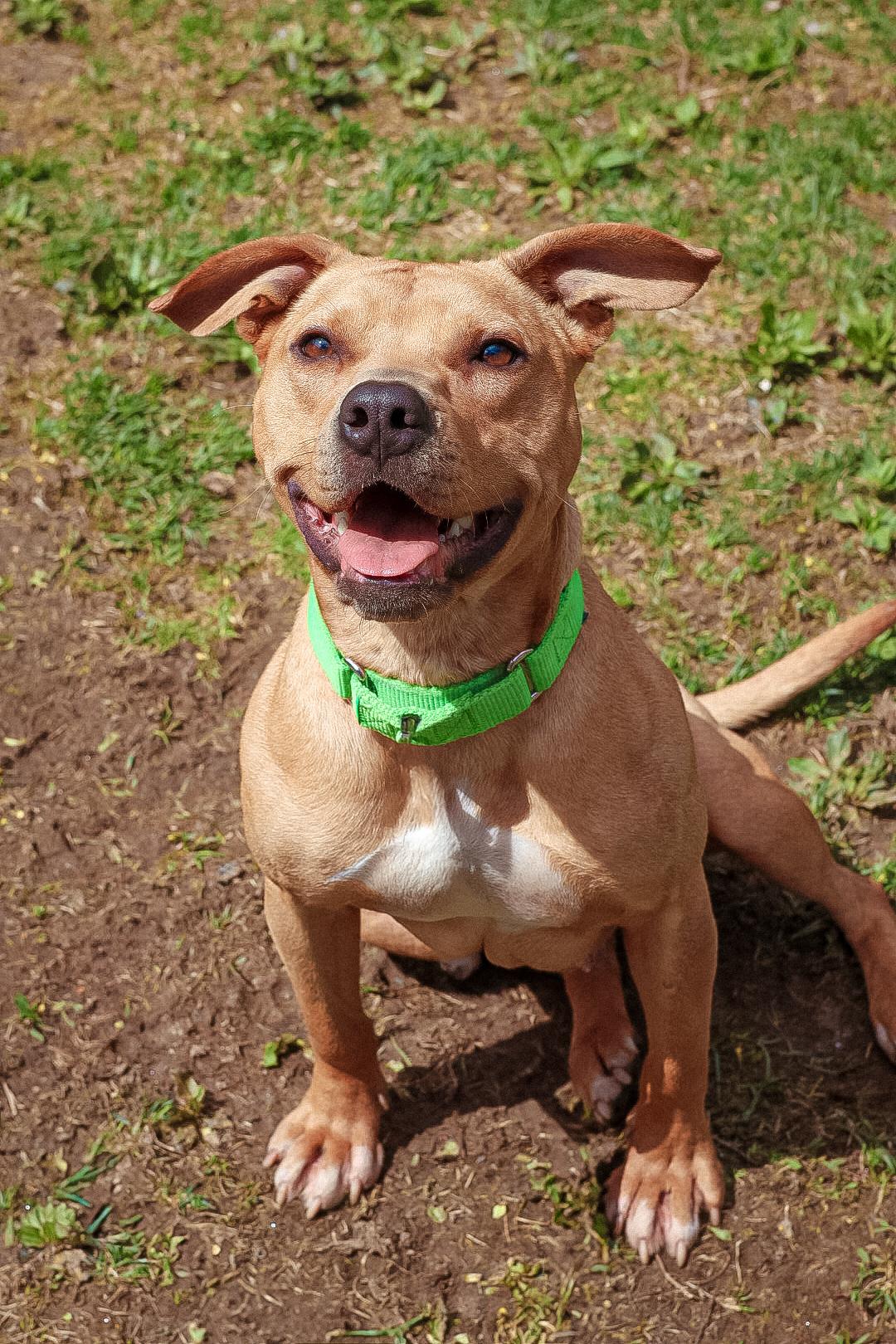 Enlarge Stella, a Adopted mixed breed in Terryville, CT image 1/6