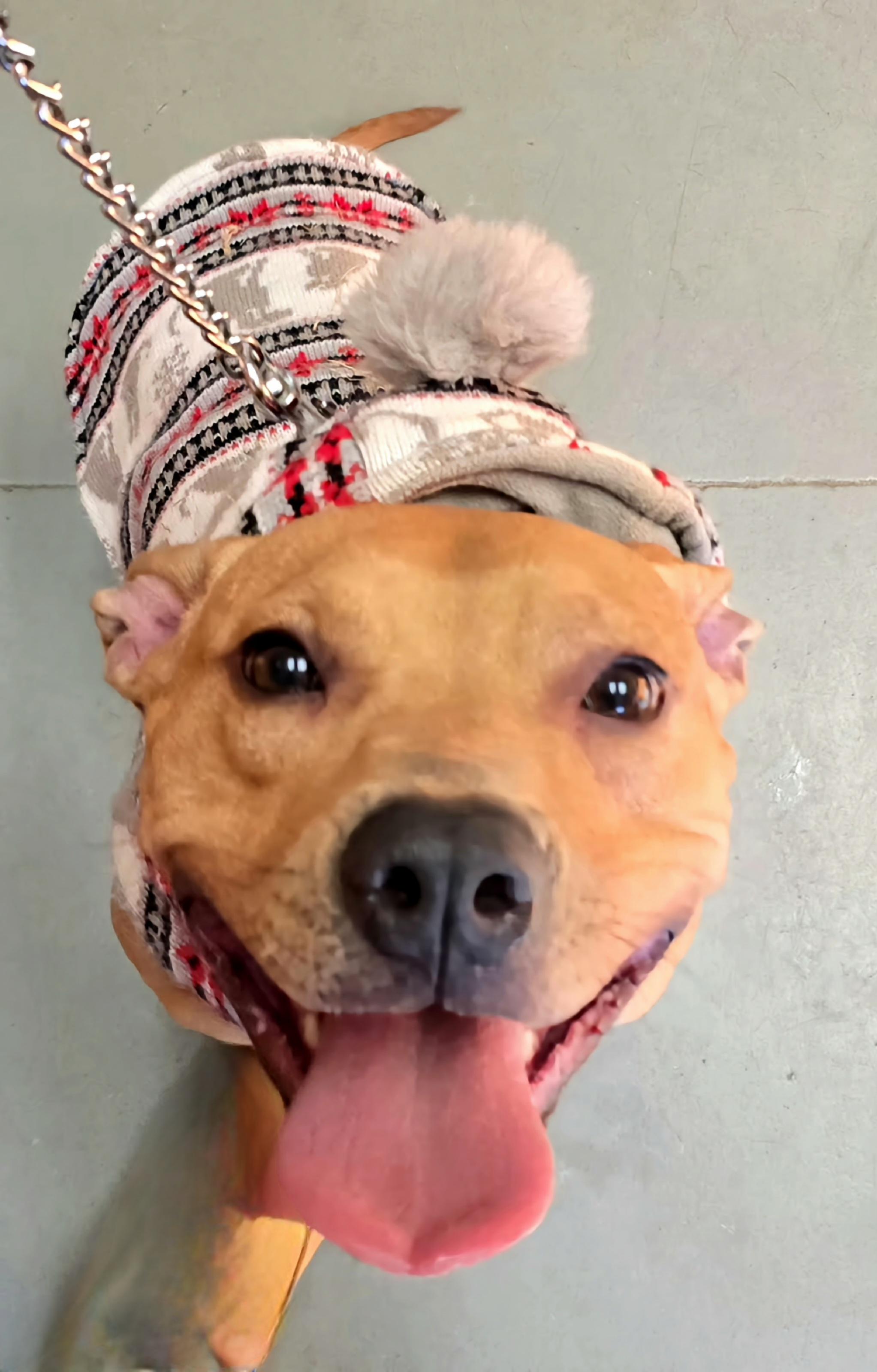 Enlarge Stella, a Adopted mixed breed in Terryville, CT image 2/6