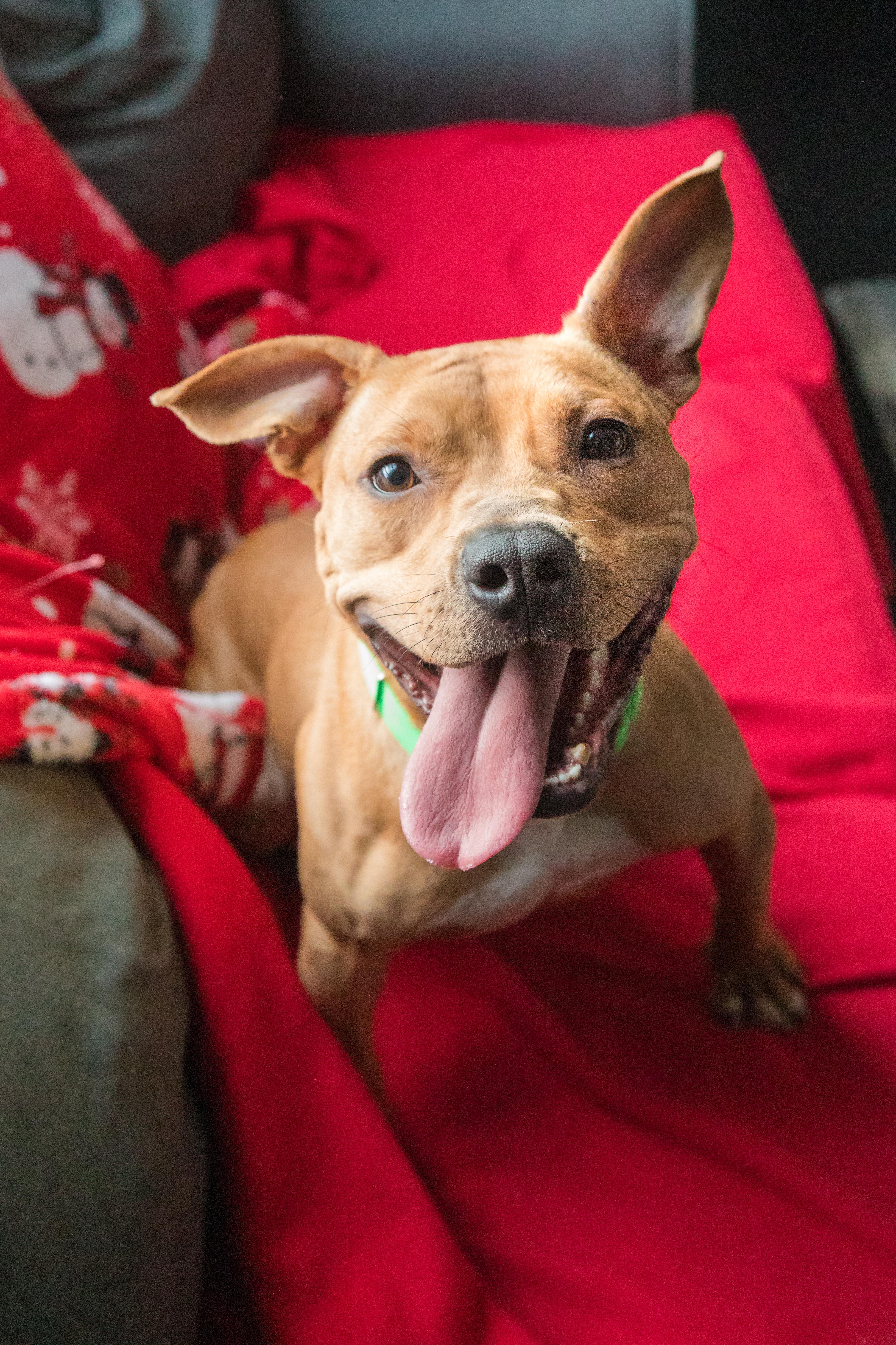 Enlarge Stella, a Adopted mixed breed in Terryville, CT image 3/6