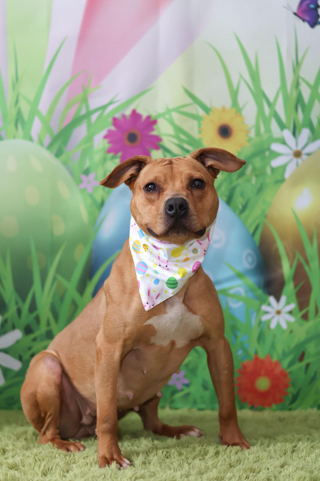 Enlarge Stella, a Adopted mixed breed in Terryville, CT image 5/6