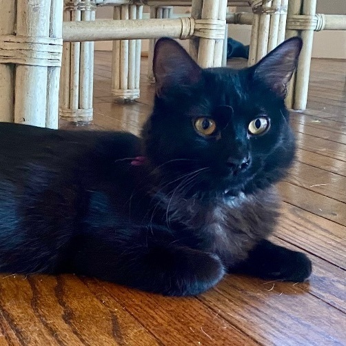 Gracie
