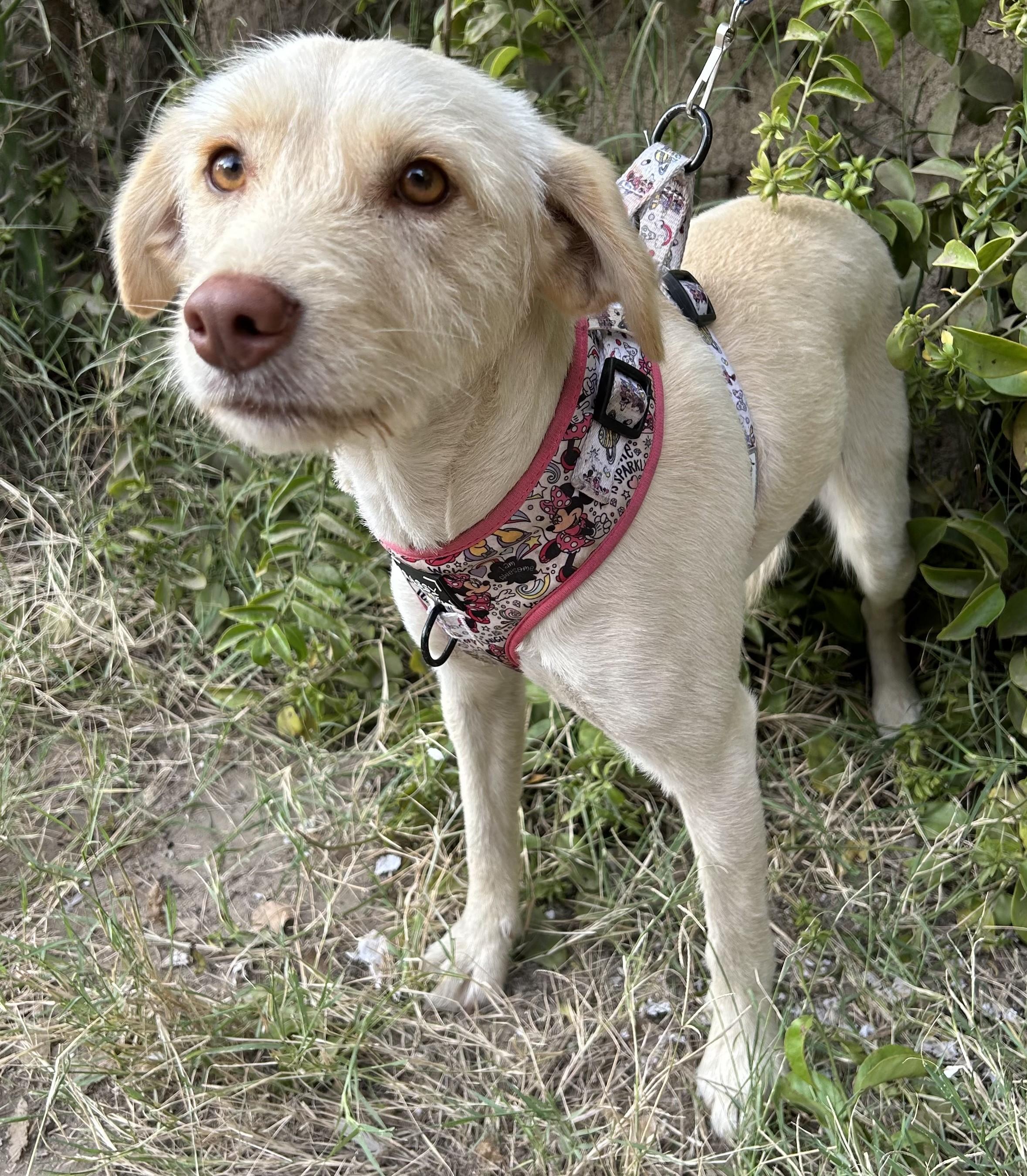 PERLA, an adoptable Wheaten Terrier, Havanese in Bell Gardens, CA, 90201 | Photo Image 1