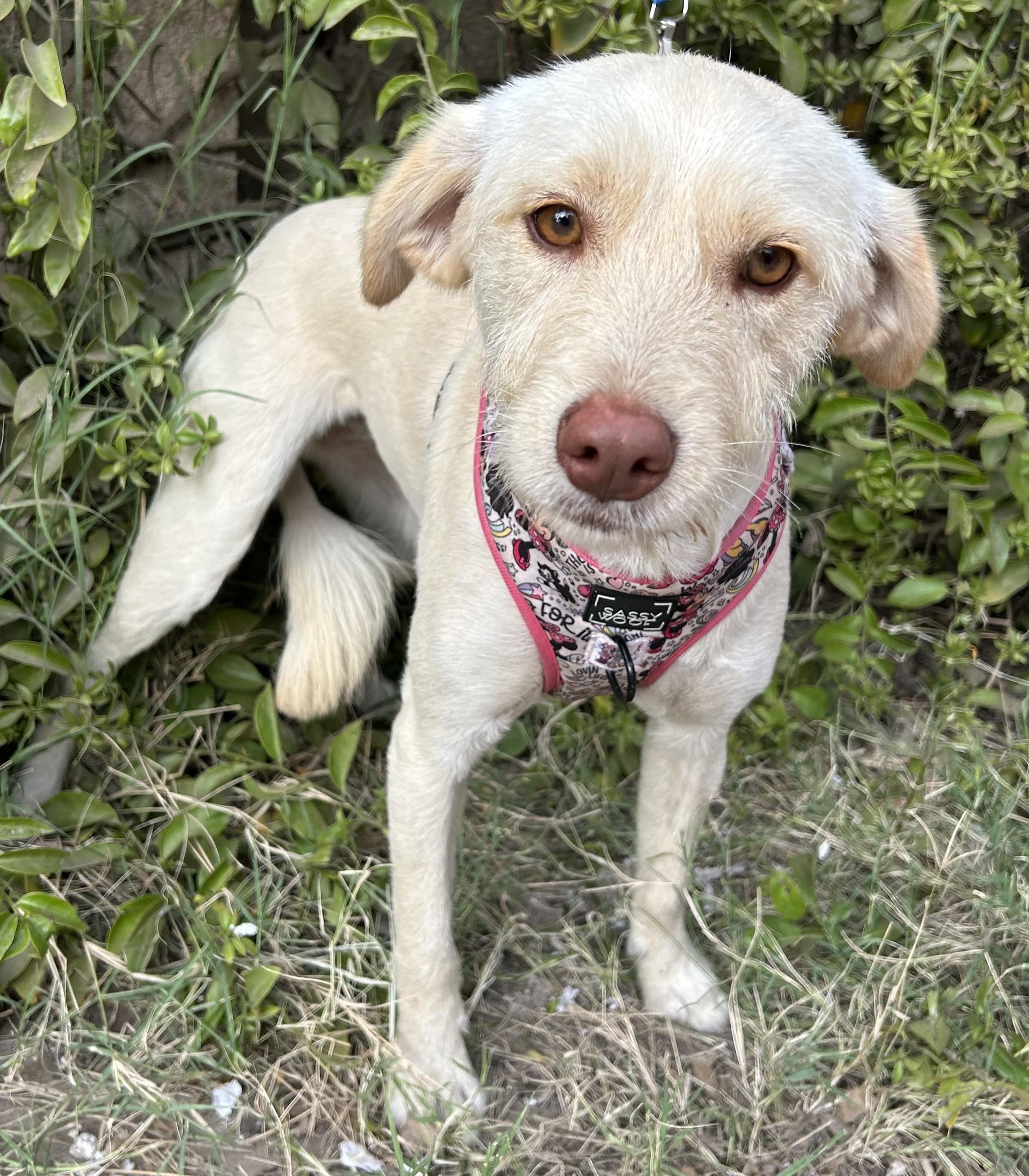 PERLA, an adoptable Wheaten Terrier, Havanese in Bell Gardens, CA, 90201 | Photo Image 2