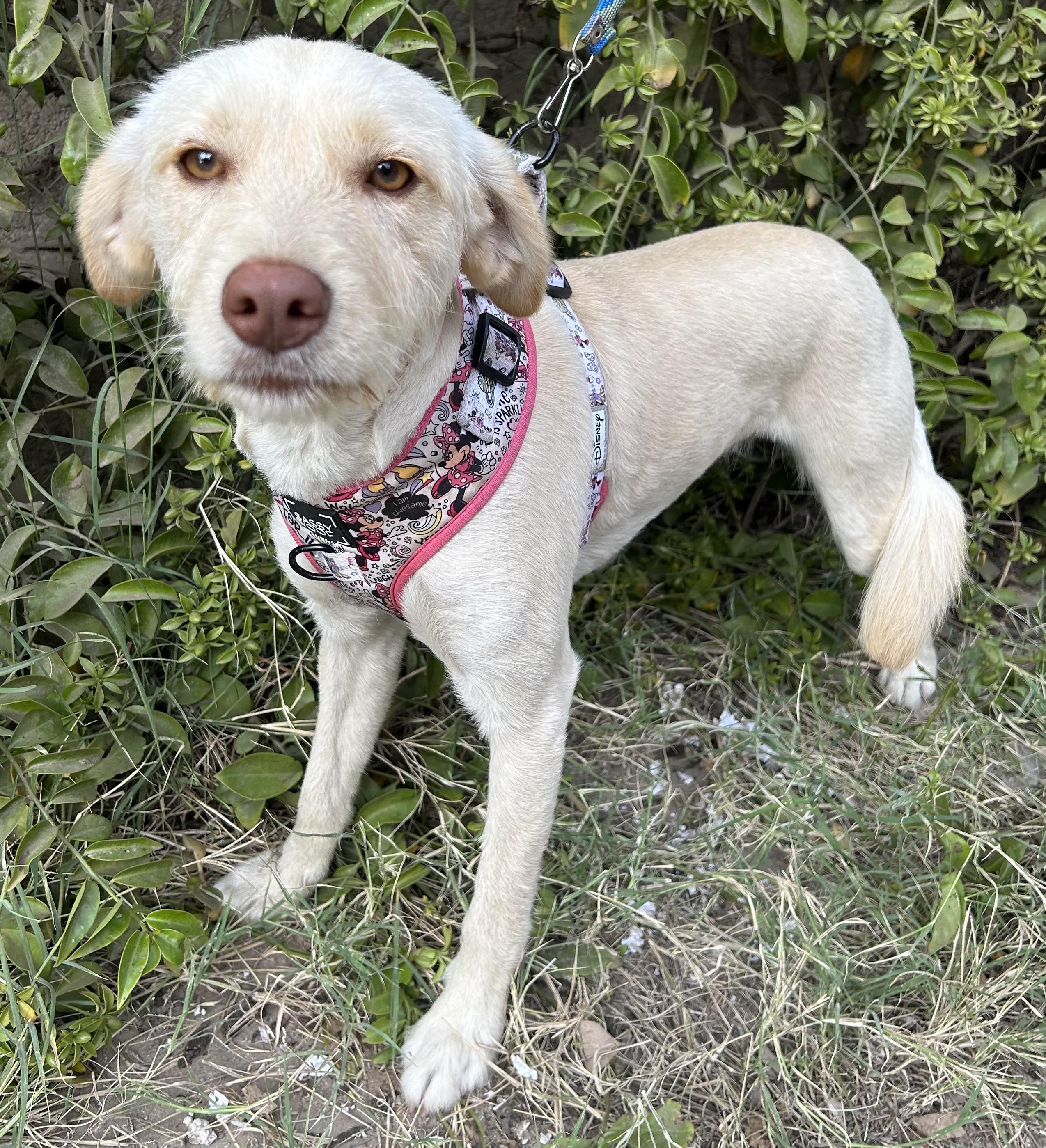 PERLA, an adoptable Wheaten Terrier, Havanese in Bell Gardens, CA, 90201 | Photo Image 5