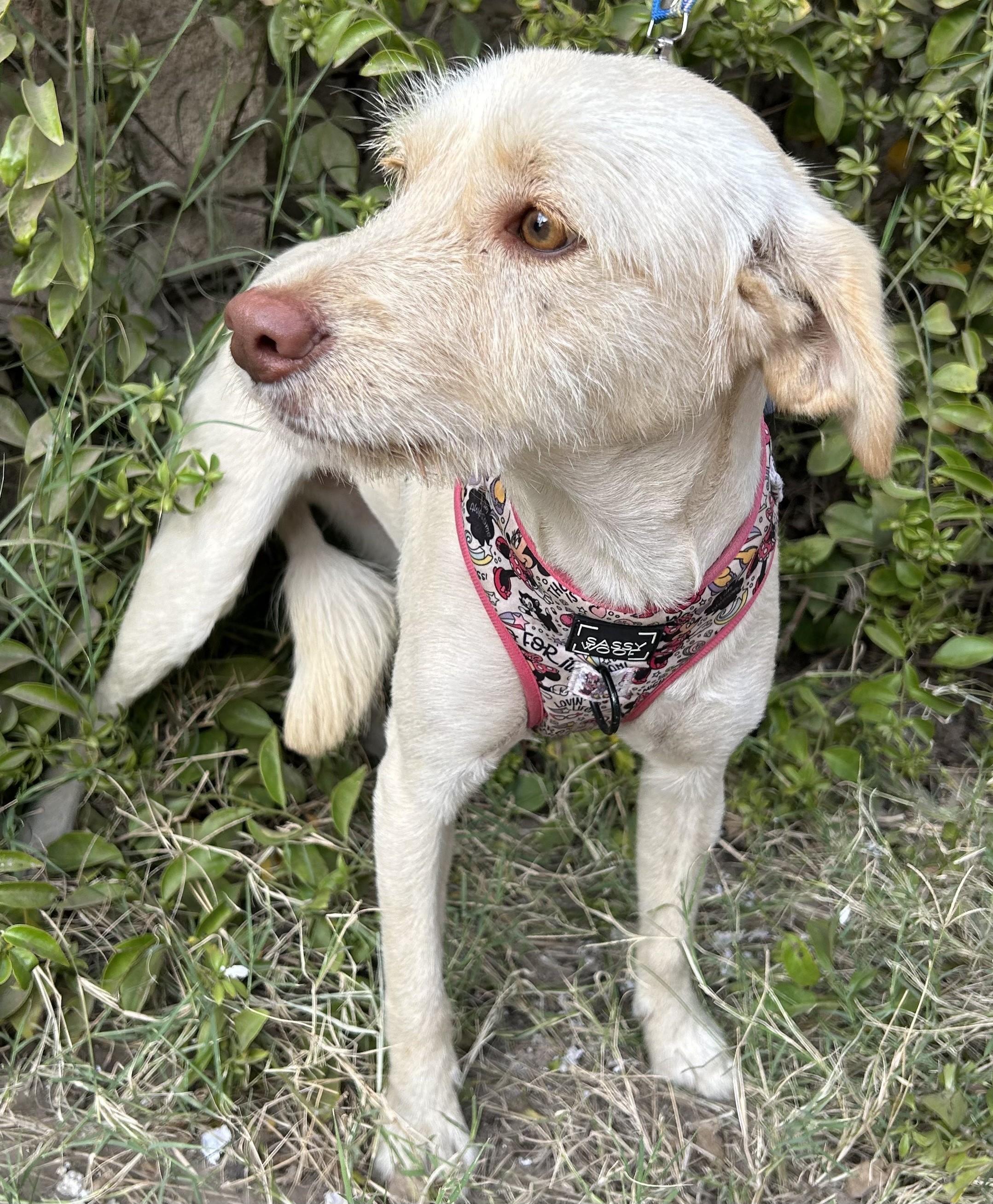 PERLA, an adoptable Wheaten Terrier, Havanese in Bell Gardens, CA, 90201 | Photo Image 3
