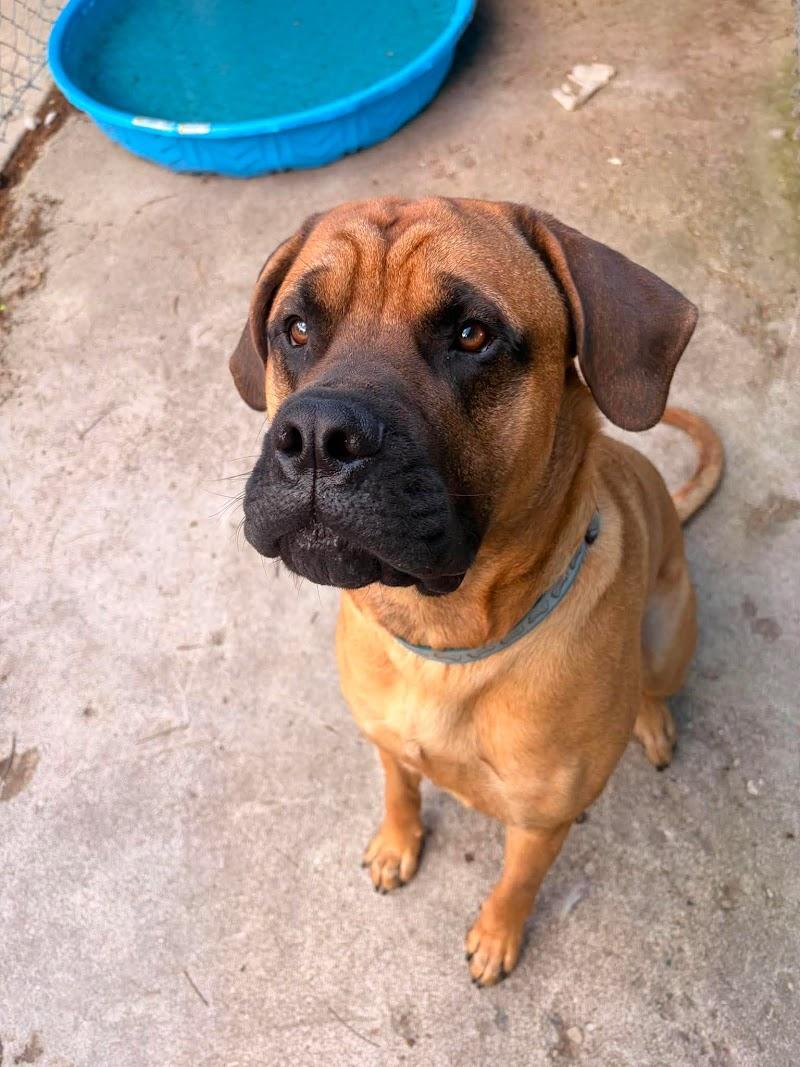 Enlarge Griffin, a Adoptable mixed breed in New Hamburg, ON image 1/6