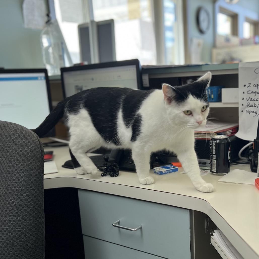 Oreo, Adoptable, Adult Male American Shorthair.